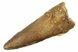 Fossil Spinosaurus Tooth - Real Dinosaur Tooth #226298-1